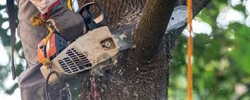 How Our Tree Care Process Works  in  Rutgers University Busch Campus, NJ